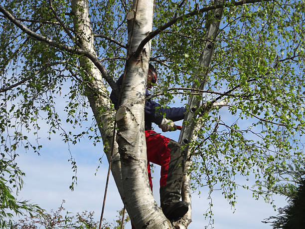 Chino, CA Tree Services Company